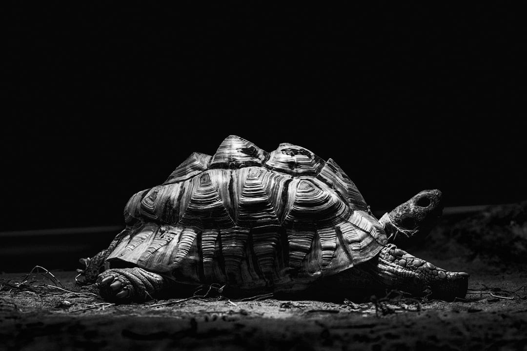A tortoise walking across dark ground, lit from one side