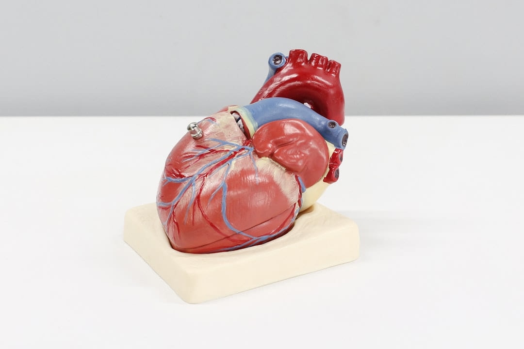 An anatomical model of a human heart on a white surface