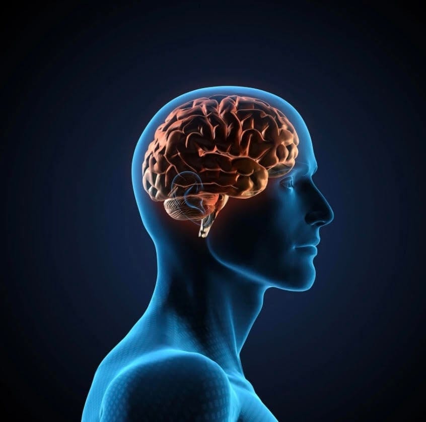 An illustration of a human head in profile with the brain highlighted
